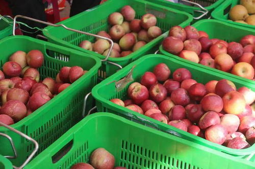 特色農(nóng)產(chǎn)品展 鄉(xiāng)村振興的窗口與機遇