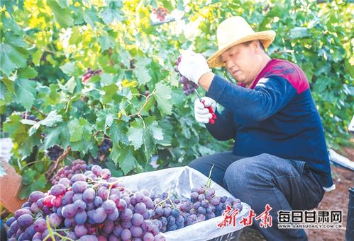 管好田間 保障舌尖——臨澤縣全面提升農產品質量安全工作紀實